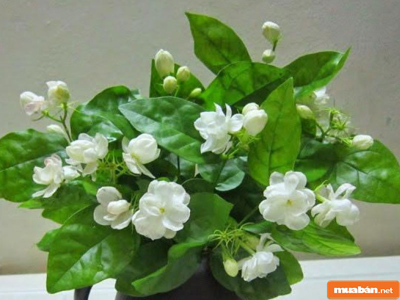 Hoa Đặt Bàn Thờ: Nên Và Không Nên Chọn Loại Nào? 14 Hoa Đặt Bàn Thờ 011