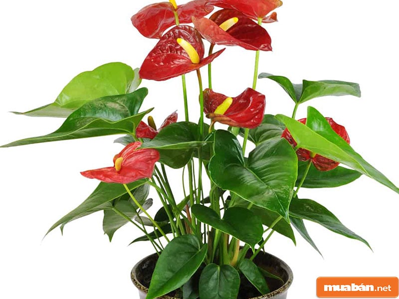 Hoa Đặt Bàn Thờ: Nên Và Không Nên Chọn Loại Nào? 13 Hoa Đặt Bàn Thờ 23
