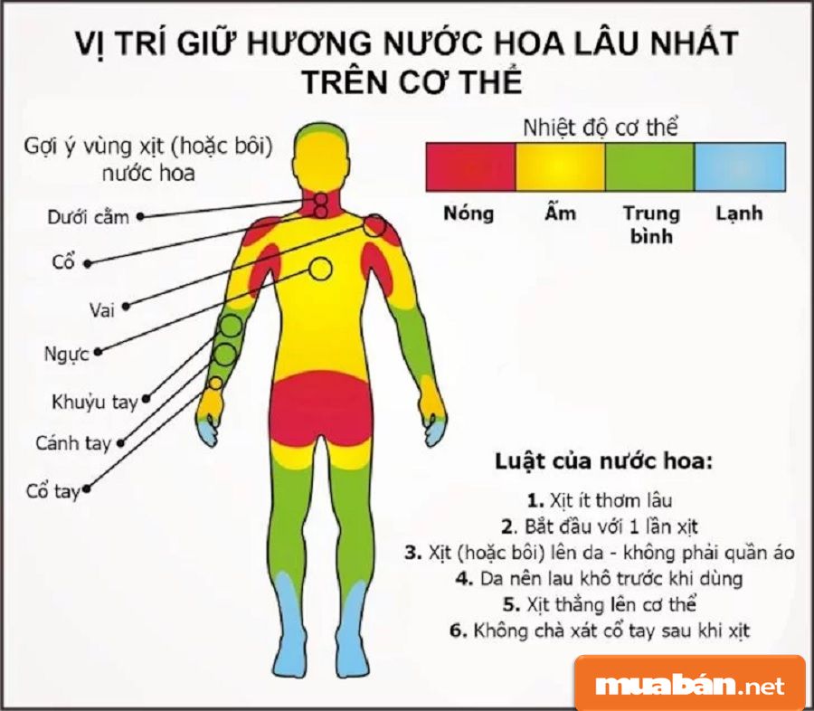 Bạn nên tìm hiểu những vị trí xịt nước hoa giúp lưu hương lâu hơn.