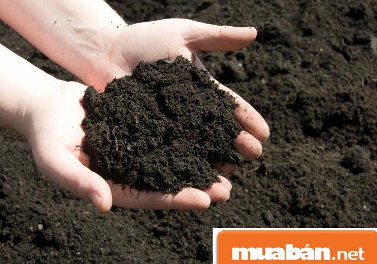 Chăm Sóc Cây Cảnh Tại Nhà Nhờ 5 Mẹo Hay 5 Cay-Canh-Tai-Nha1