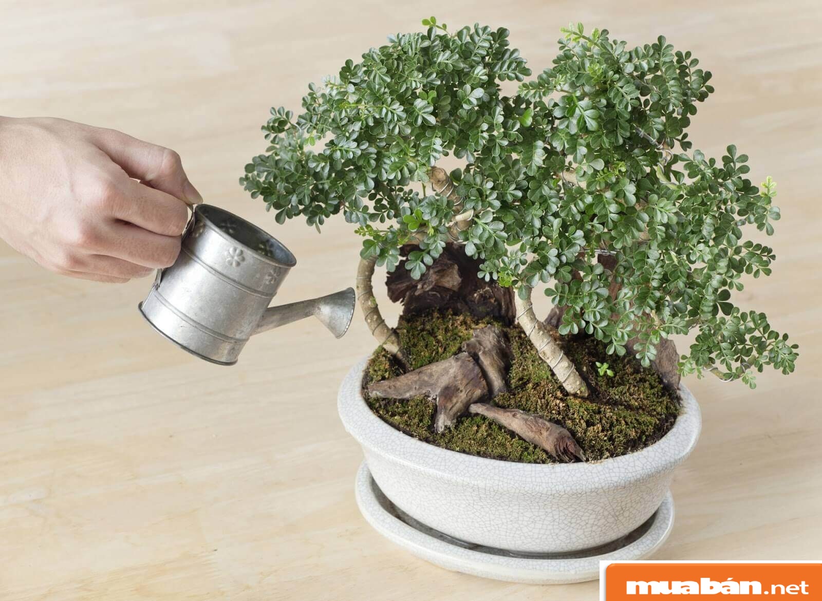 Chăm Sóc Cây Cảnh Tại Nhà Nhờ 5 Mẹo Hay 7 Cay-Canh1