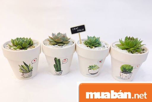 Chăm Sóc Cây Cảnh Tại Nhà Nhờ 5 Mẹo Hay 2 Cham-Soc-Cay-Canh-Tai-Nha1