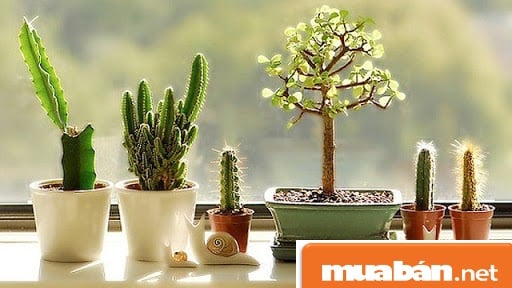 Chăm Sóc Cây Cảnh Tại Nhà Nhờ 5 Mẹo Hay 6 Anh-Sang-Cho Cay-Canh