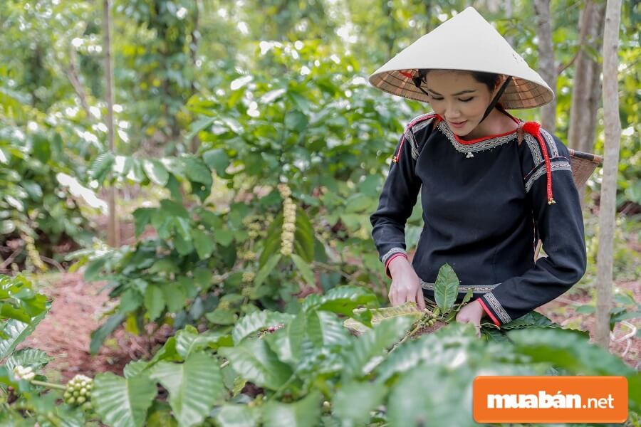 Việc Làm Đức Trọng Mùa Dịch Covid 19: Làm Gì Kiếm Thêm Thu Nhập? 9 Bạn Có Thể Cùng Cha Mẹ Chăm Khu Vườn Nhà Mình Nhé.