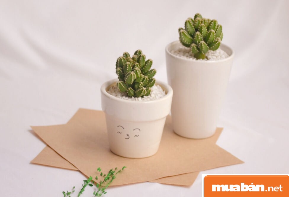 Chăm Sóc Cây Cảnh Tại Nhà Nhờ 5 Mẹo Hay 8 Chau-Canh-Xuong-Rong1