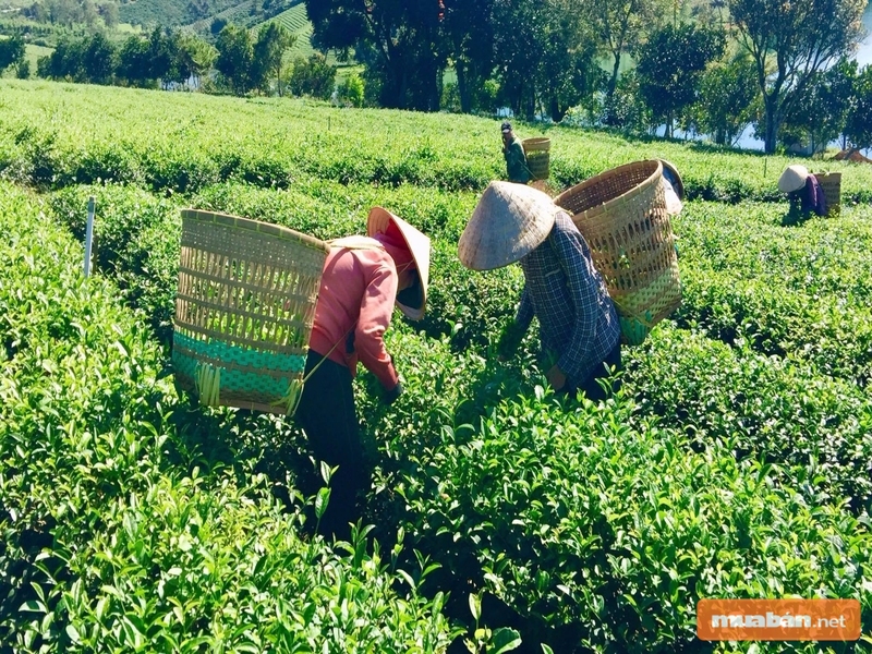 Hạ tầng Bảo Lộc sẽ phát triển mạnh trong thời gian tới
