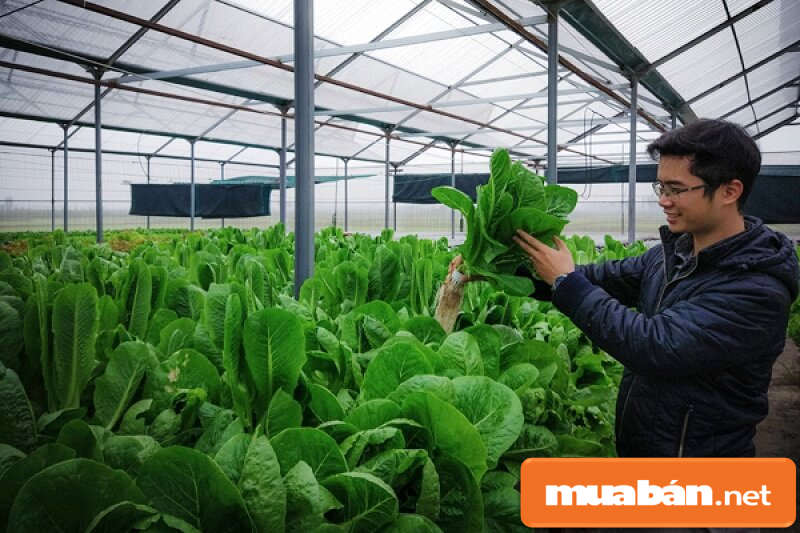 Việc Tìm Người Long An Có Nhiều Cơ Hội Không? 8 Kỹ Sư Nông Nghiệp