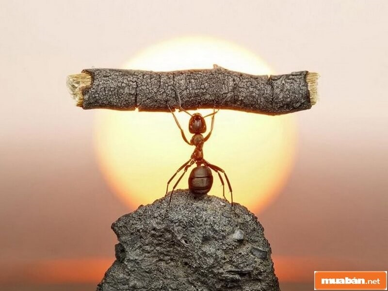 Lòng kiên trì là một đức tính tốt, cần rèn dũa để trở thành chuyên giá nhà đất thành công