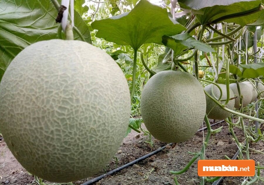 Khởi Nghiệp Nông Nghiệp: Những Điều Nên Biết Trước Khi Bắt Đầu 8 Có Thể Nói Khởi Nghiệp Kinh Doanh Nông Sản Rau Sạch Khá Phổ Biến.