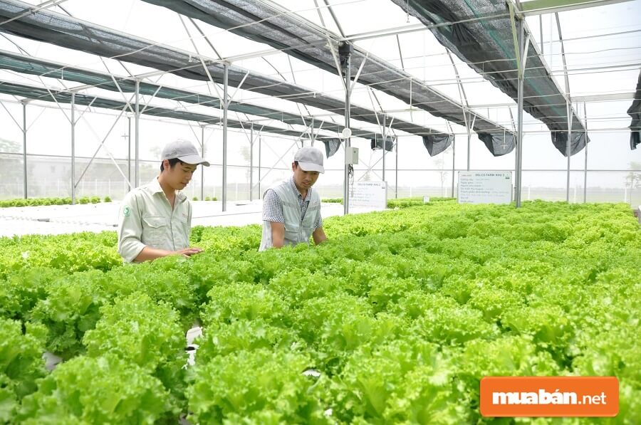Khởi Nghiệp Nông Nghiệp: Những Điều Nên Biết Trước Khi Bắt Đầu 5 Để Tăng Sự Thành Công Khi Làm Starup Bạn Nên Tìm Cho Mình Những Người Cùng Chí Hướng.