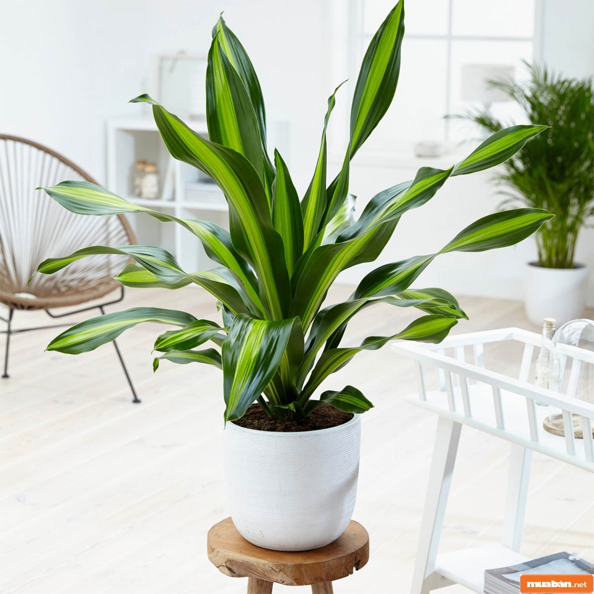 Có thể trồng cây thông qua nhiều phương thức khác nhau
