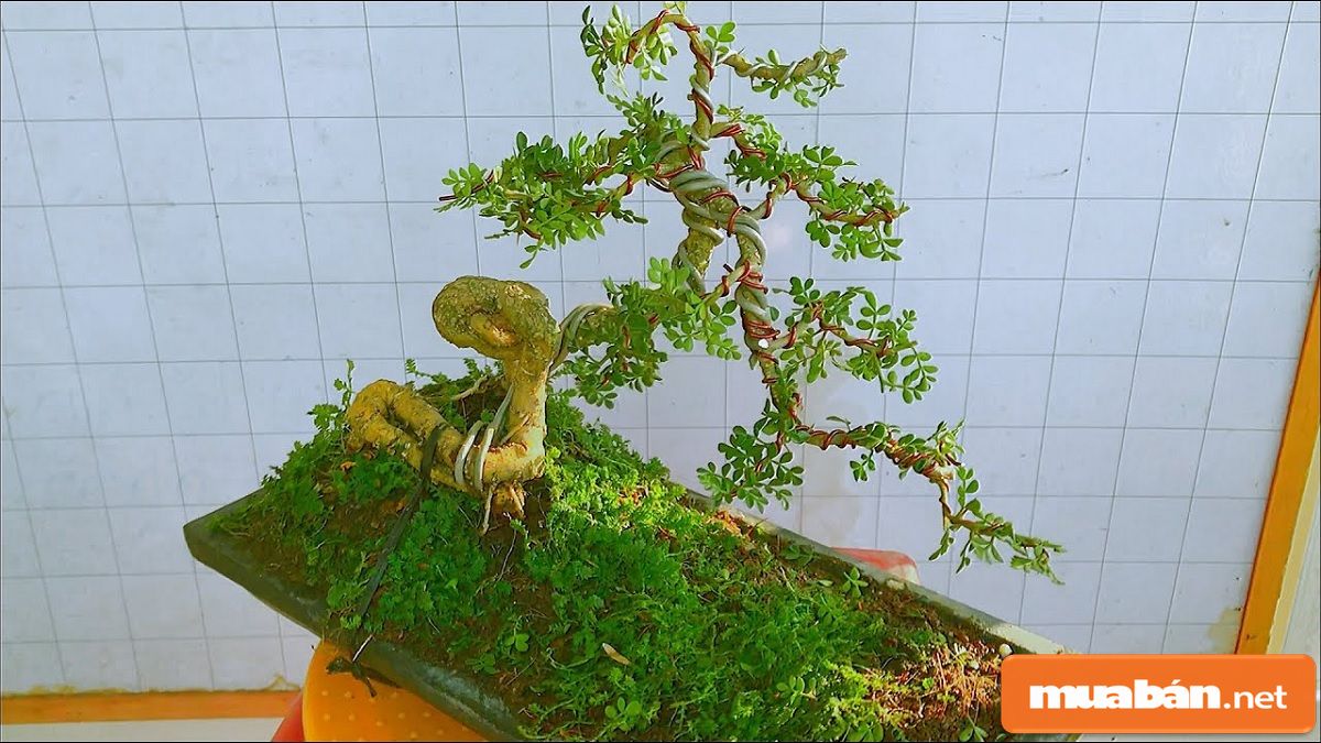 Cây cần thăng