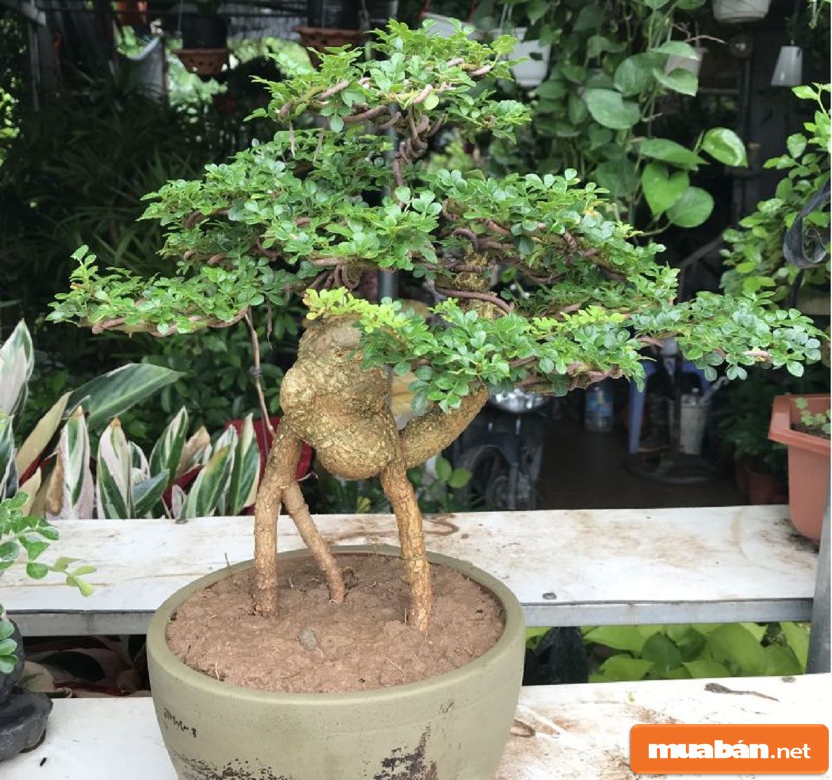 Trong phong thủy, cây này trồng giúp mang nhiều tài lộc, sự thăng tiến trong công việc.