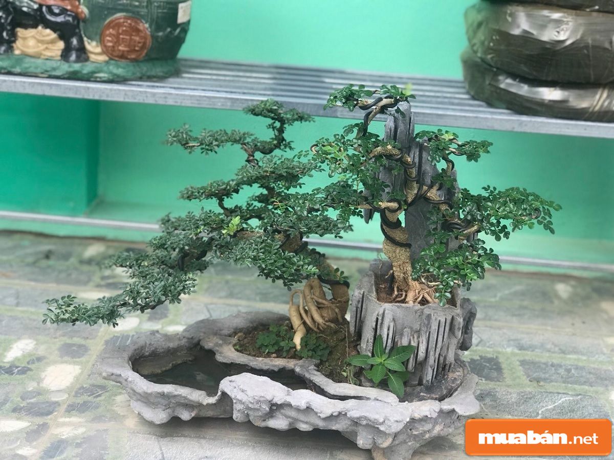 Cây cần thắng