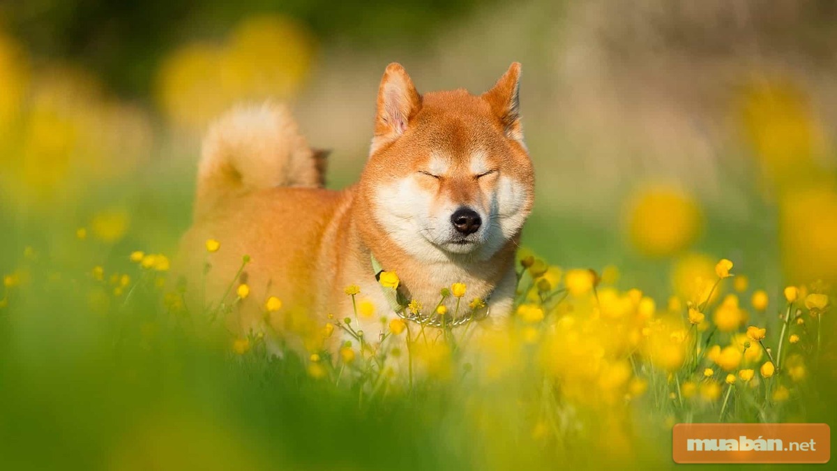 Shiba Inu với vẻ mặt đáng yêu khiến nhiều người thích thú