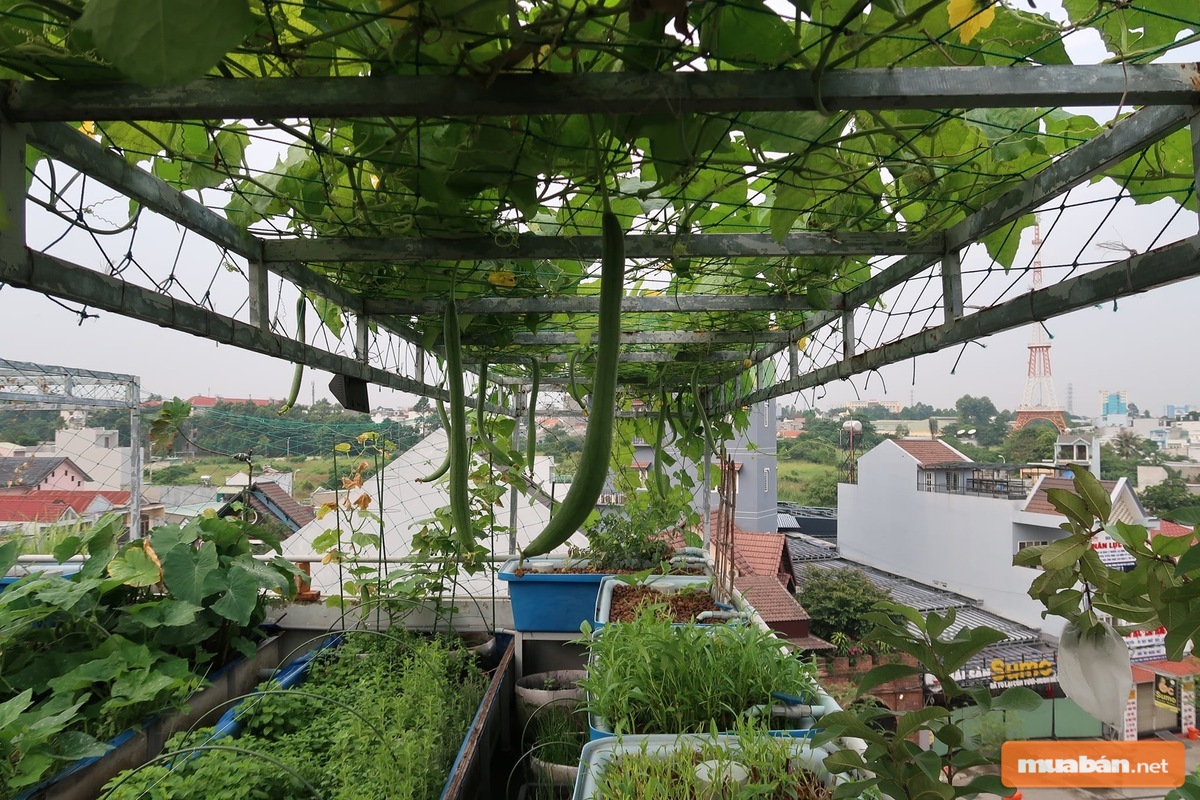 Sử dụng những chiếc thùng xốp giúp bạn trồng rau rất hiệu quả