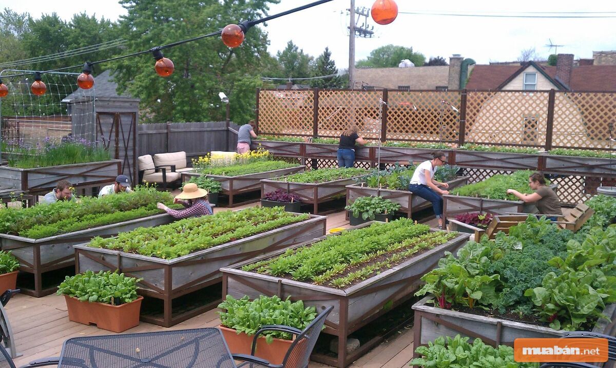 Việc chăm sóc rau xanh trong trường hợp này khá đơn giản