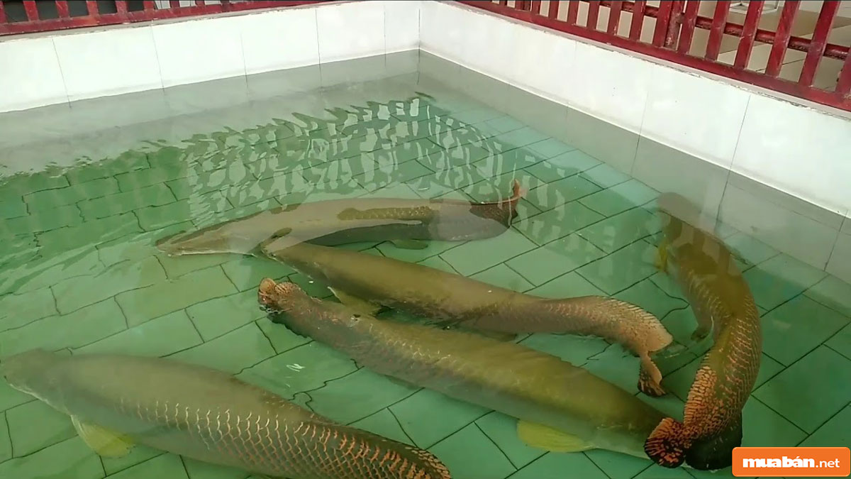 cá hải tượng 05