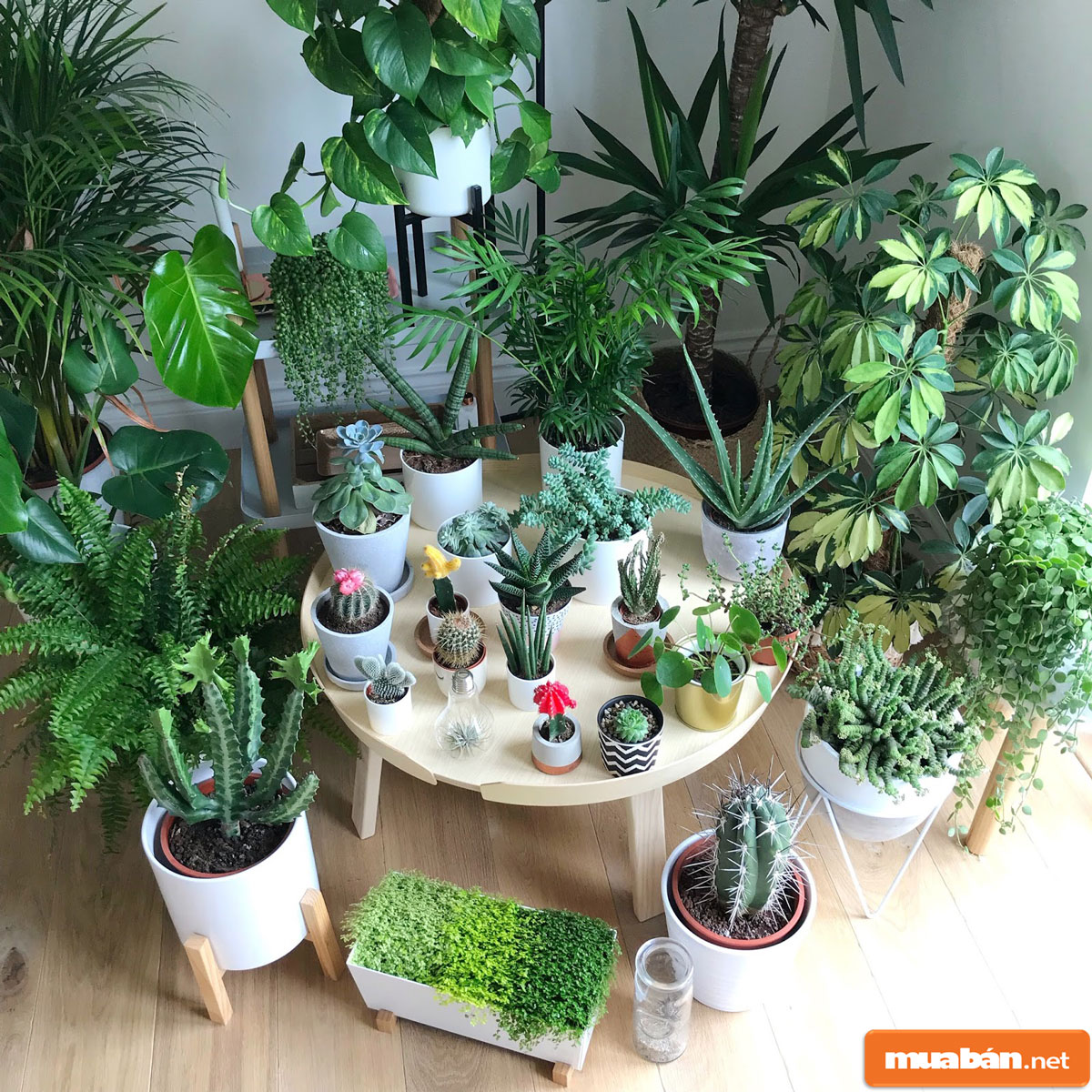 cây cảnh để bàn 02