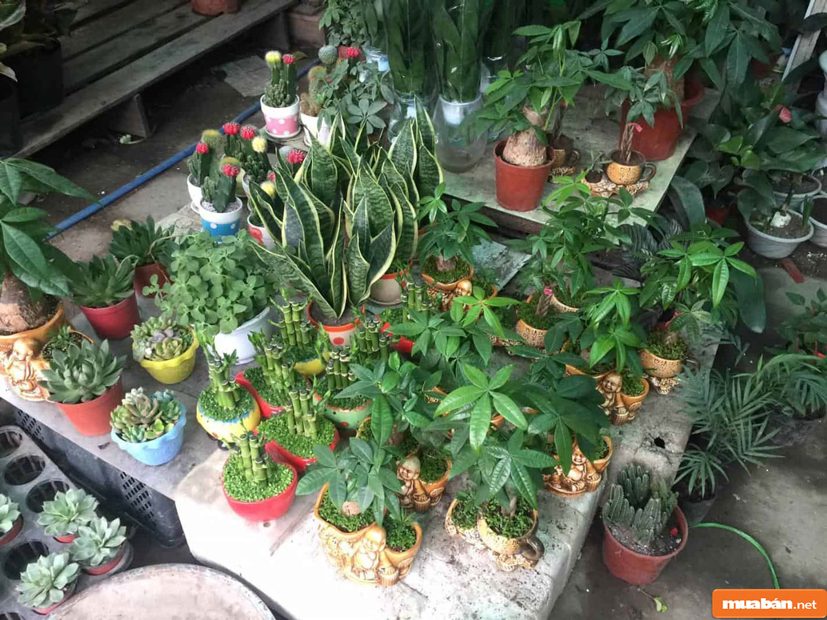 cây cảnh để bàn 03