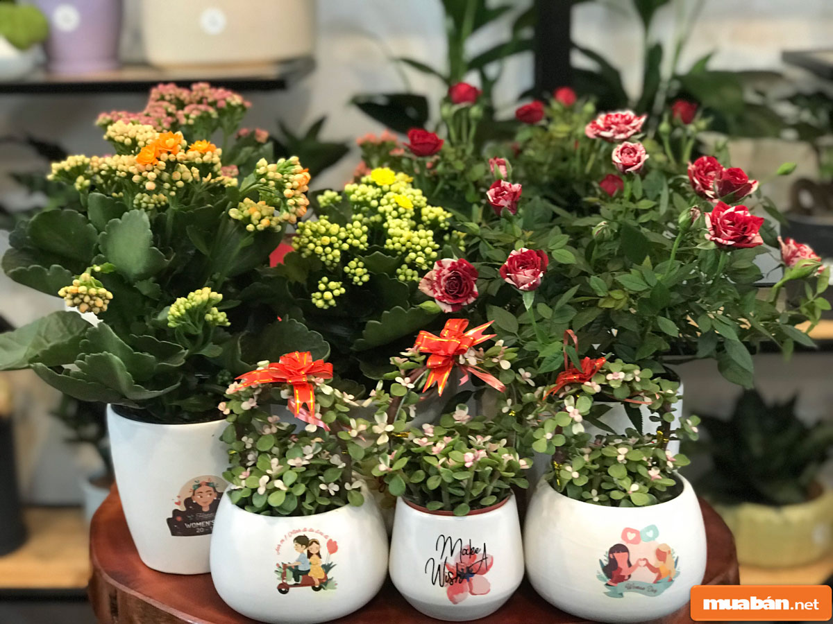 cây cảnh để bàn 05