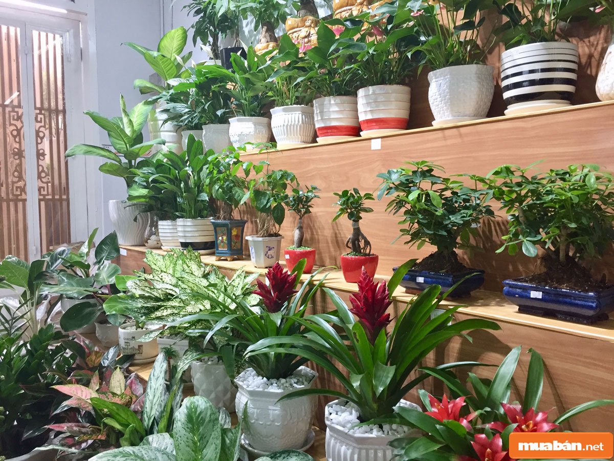 cây cảnh để bàn 06