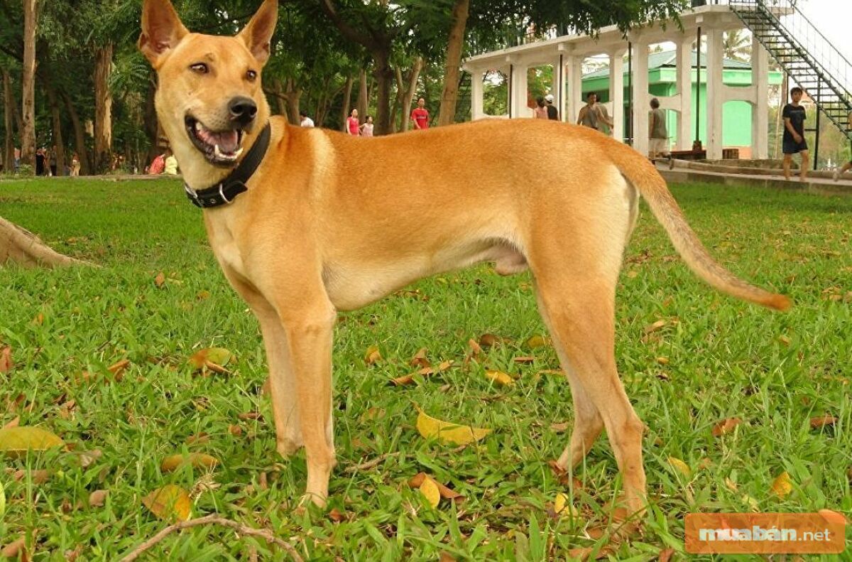 Chó Phú Quốc đặc biệt thông minh và dũng mãnh