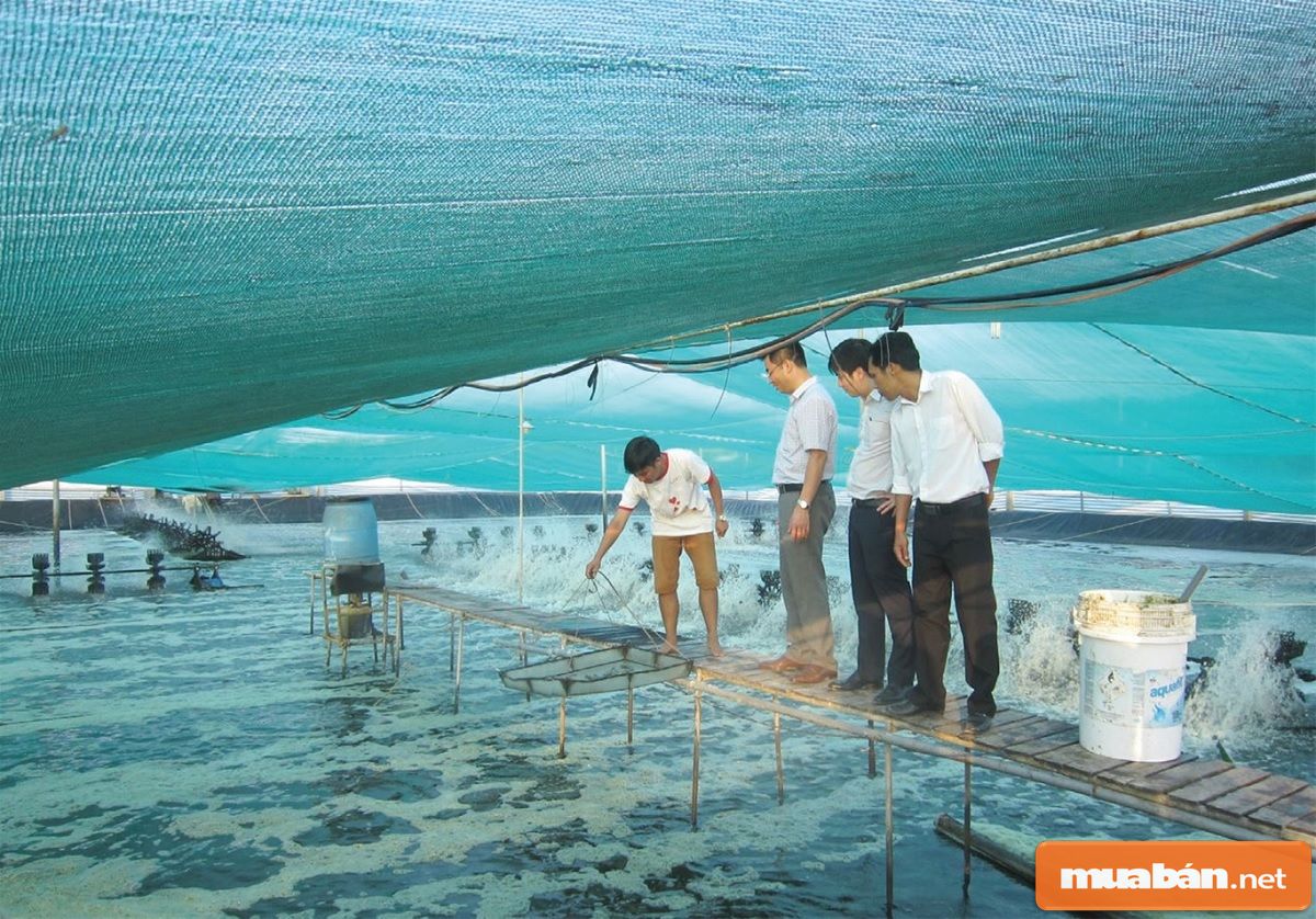 Việc làm thủy sản