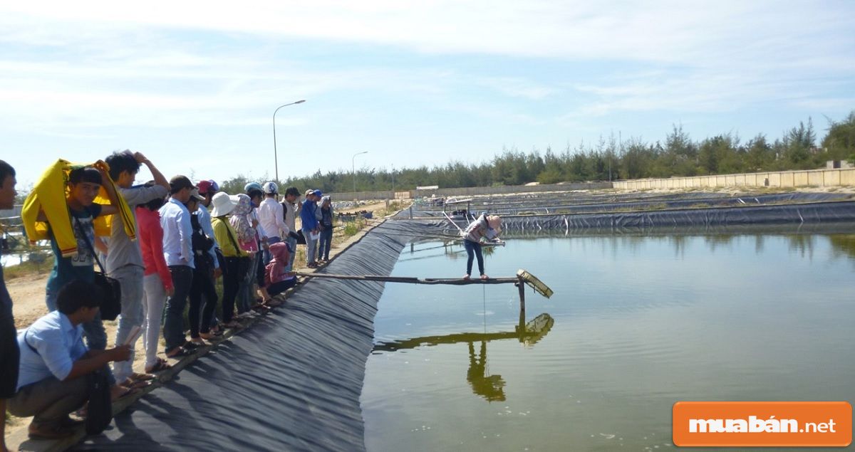 Việc làm thủy sản