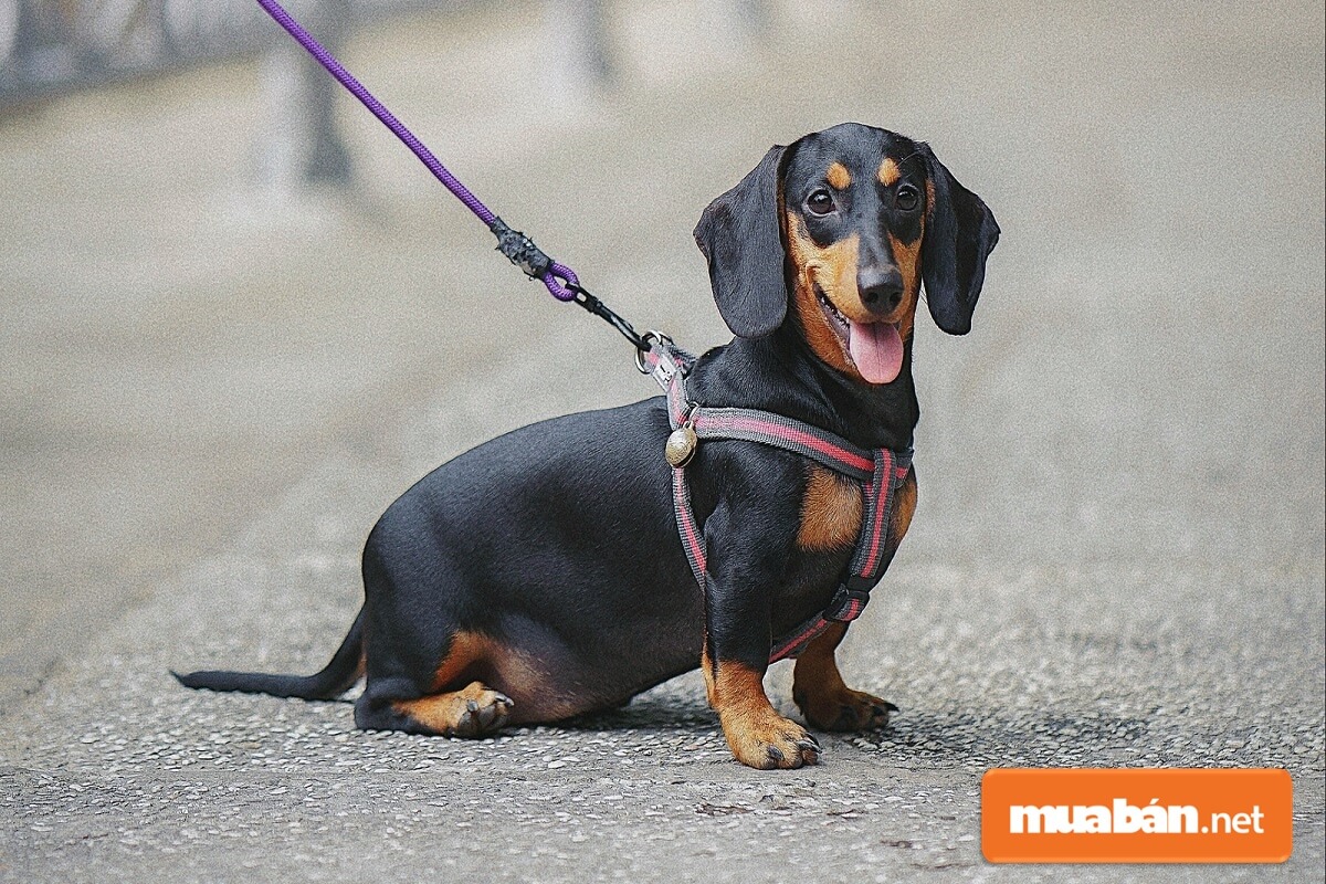Dachshund đã là chó trưởng thành có thể ăn mọi loại thức ăn.