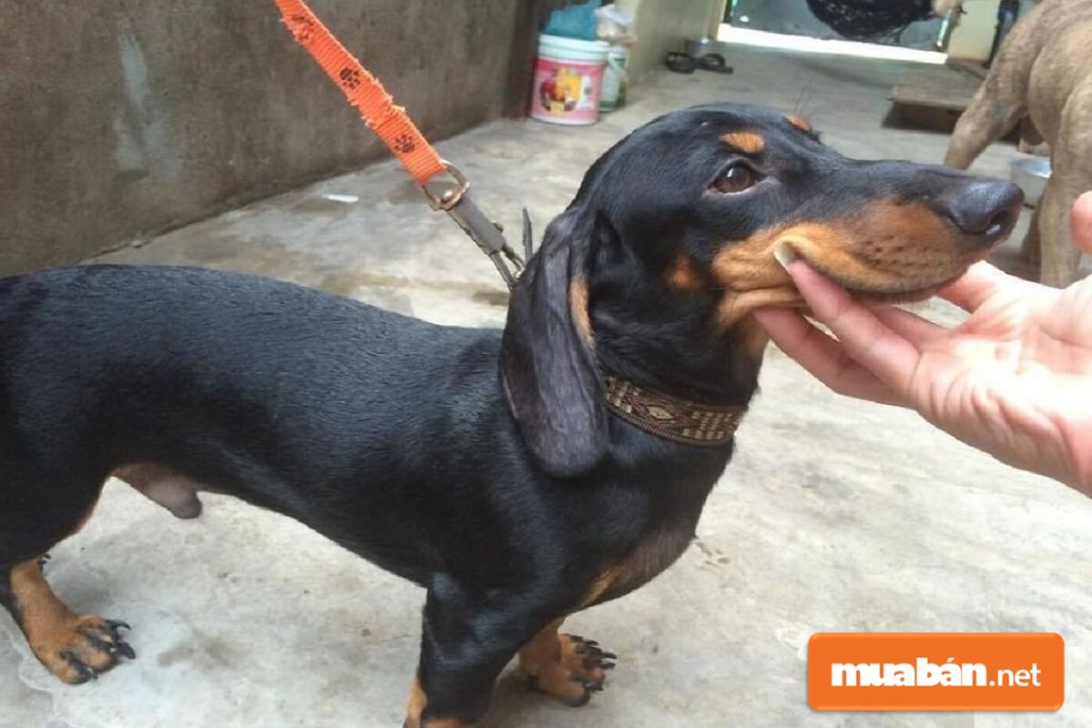Thêm một đức tính tuyệt vời từ chó Dachshund nữa đó chính là cực kỳ trung thành với chủ.