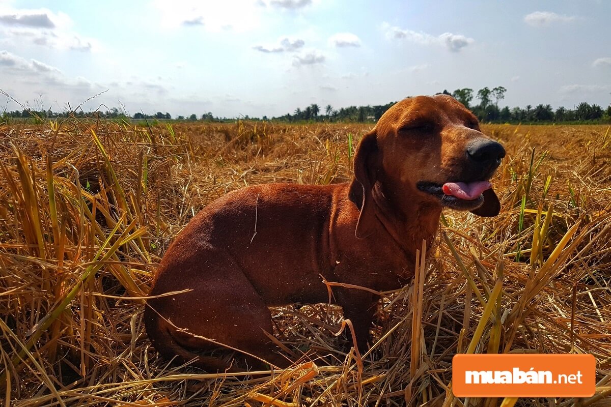 Tại TPHCM hiện nay có rất nhiều địa chỉ bán chó Dachshund.