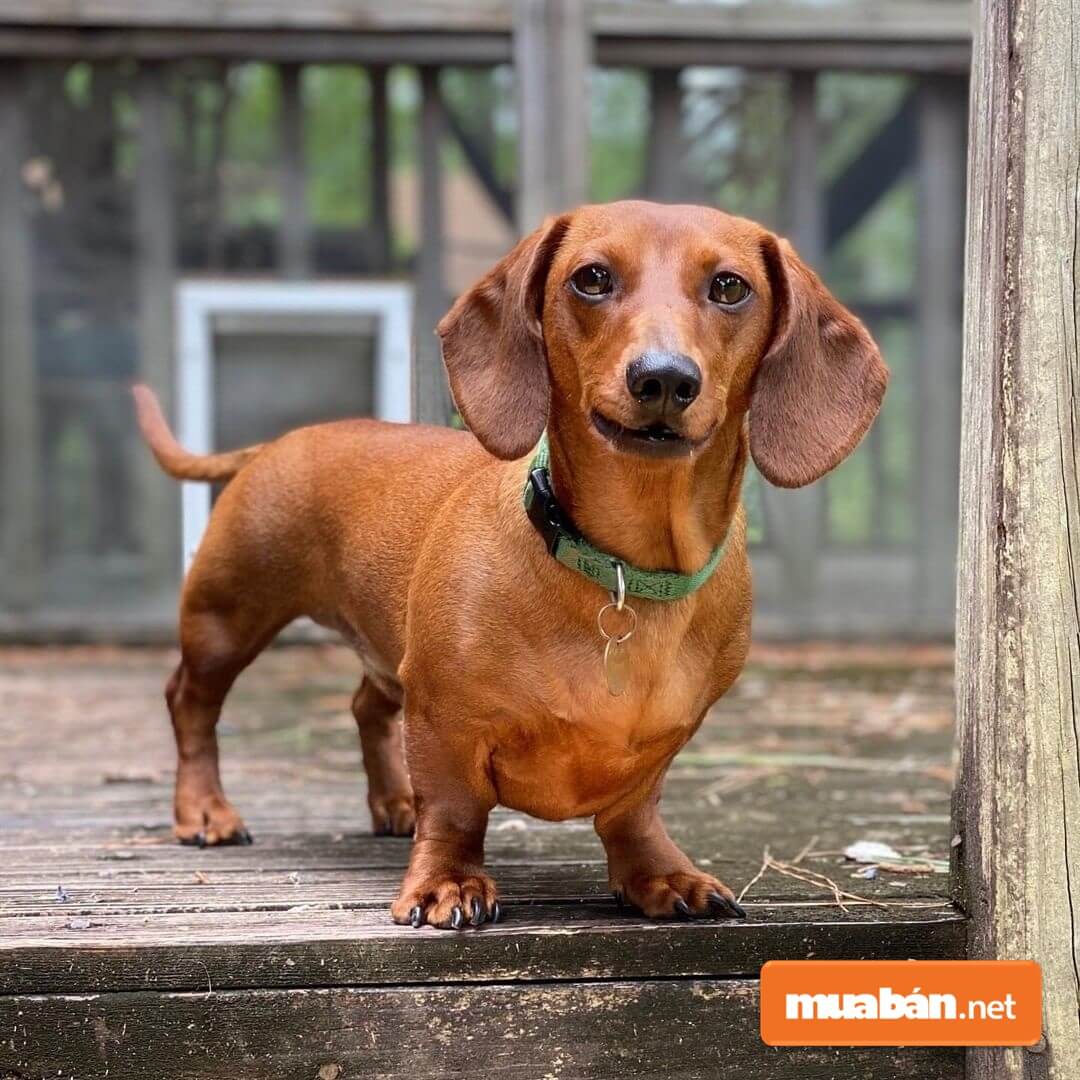 Chó lạp xưởng hay còn gọi là dachshund chó xúc xích.