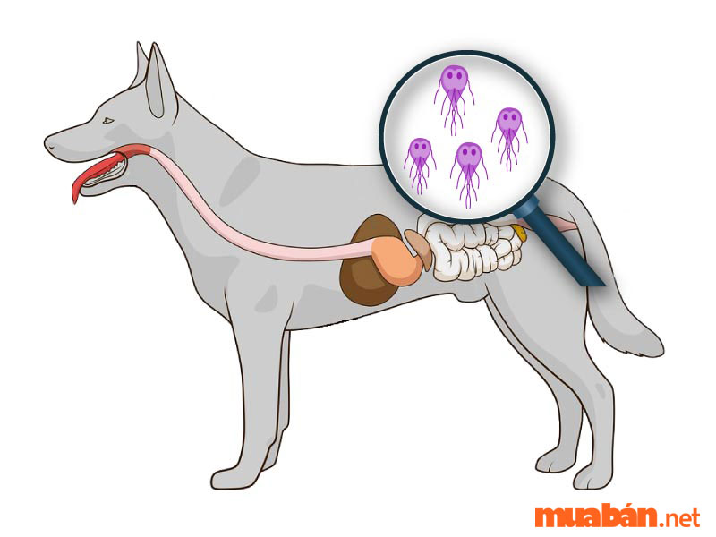 Có rất nhiều nguyên nhân dẫn đến bệnh viêm đường ruột ở chó Alaska