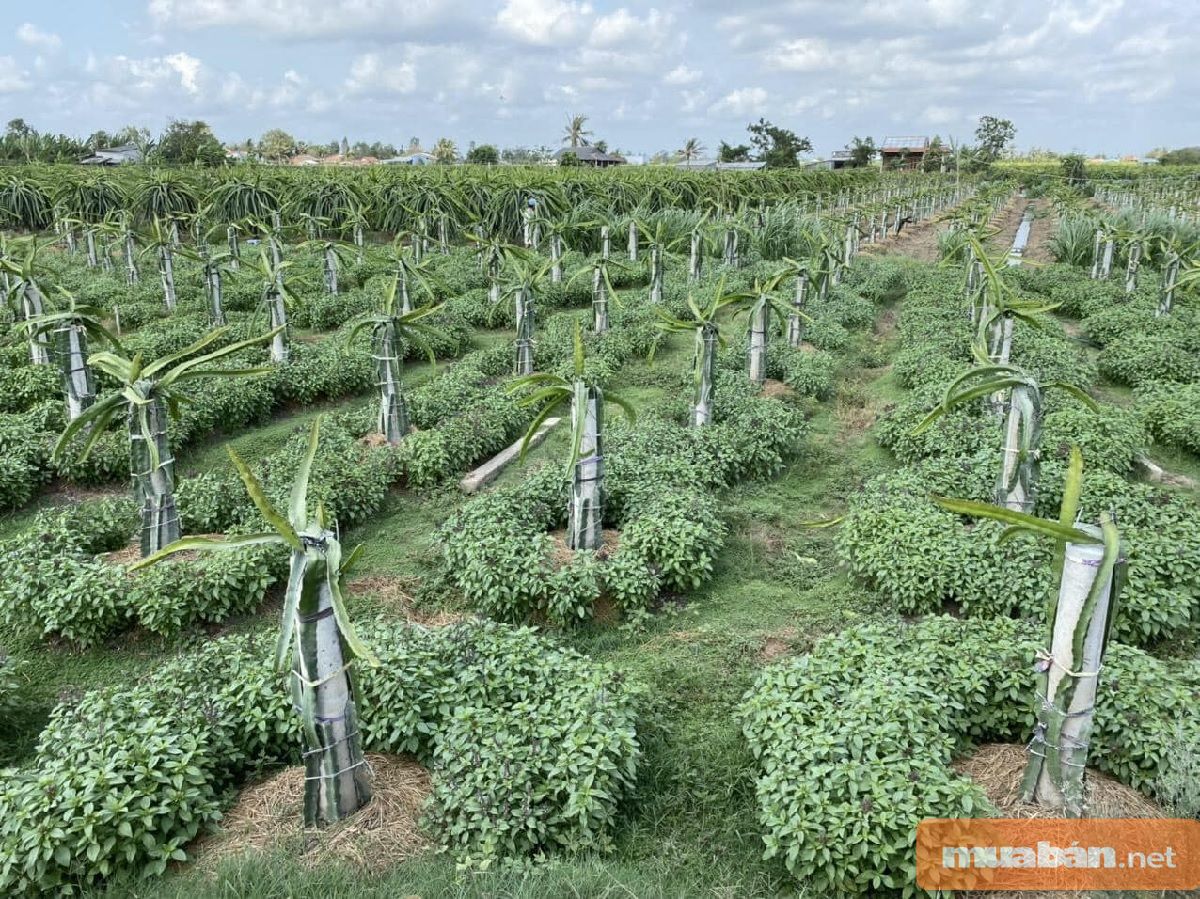 Cải tạo đất