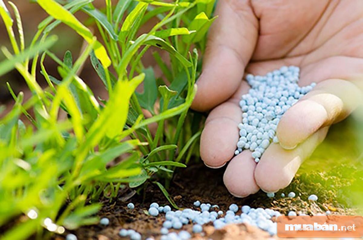 Phân vi sinh cũng là một trong những loại phân bón phổ biến trên thị trường.