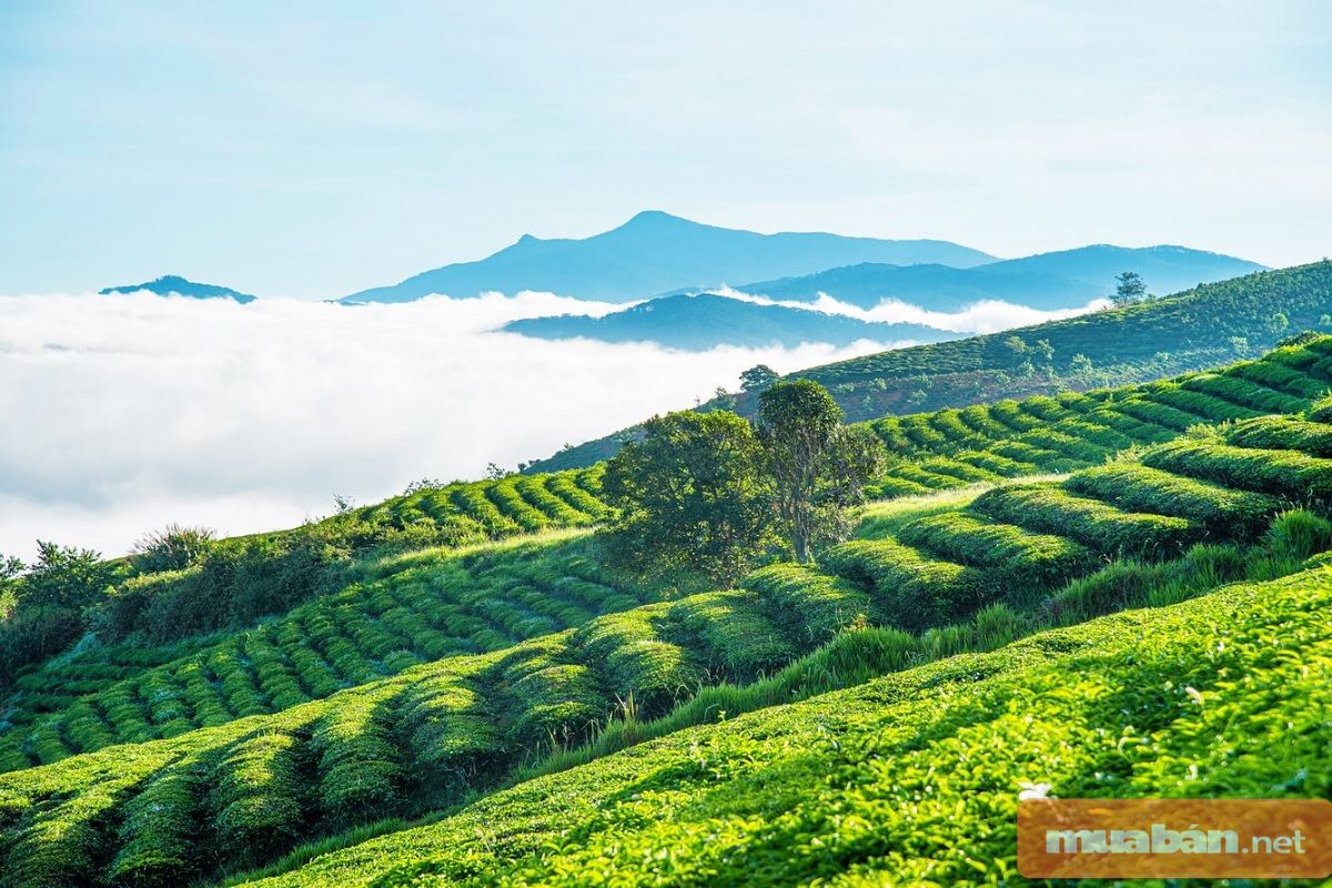 Đất Đà Lạt