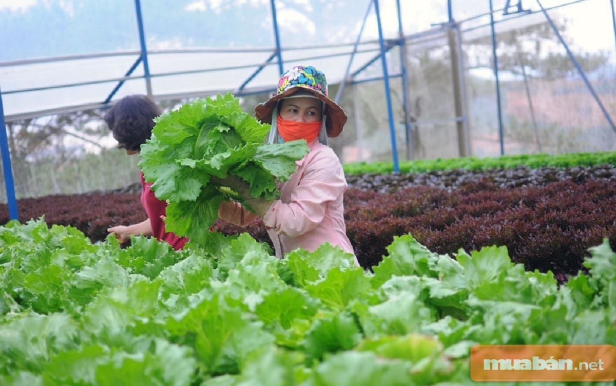 Đất Đà Lạt