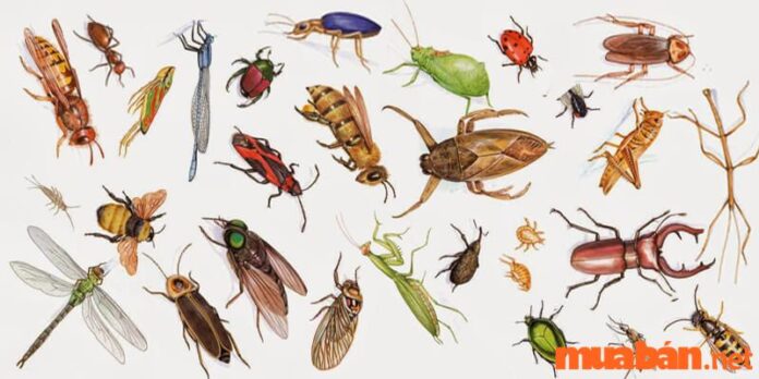 Các loại côn trùng trong nhà thường gặp