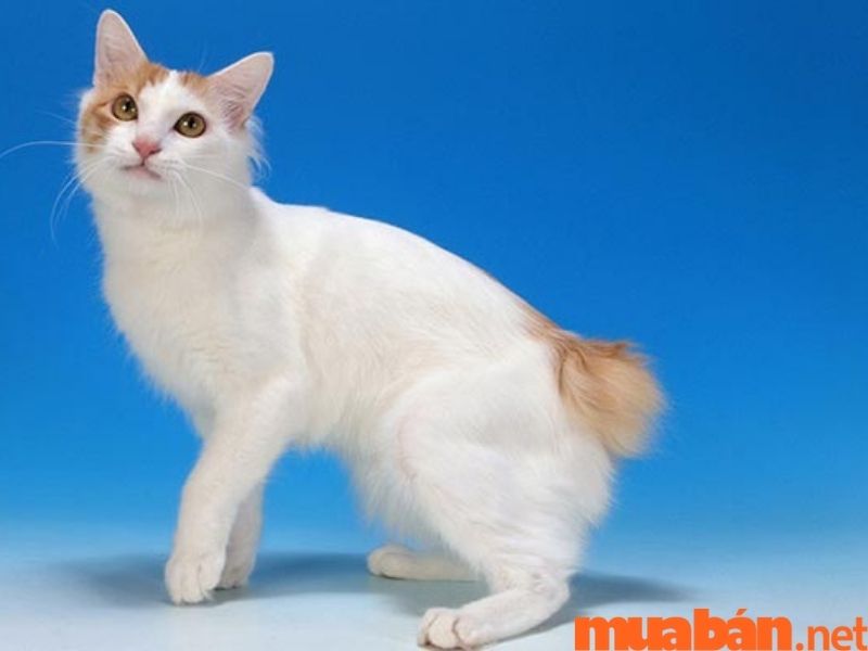 Mèo cộc đuôi Nhật Bản đã được nhân giống phổ biến tại 