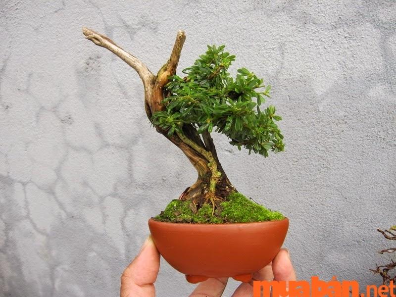 Những loại cây không nên trồng trong nhà - cây bonsai