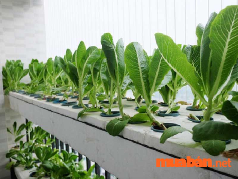 Cách trồng rau thủy canh đáp ứng được điều kiện canh tác trong nhà kính lẫn ngoài trời, tạo sự thuận tiện tối ưu cho người trồng