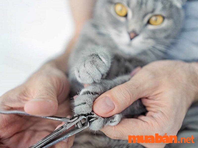 Hướng dẫn cách cắt móng cho mèo đúng cách tại nhà