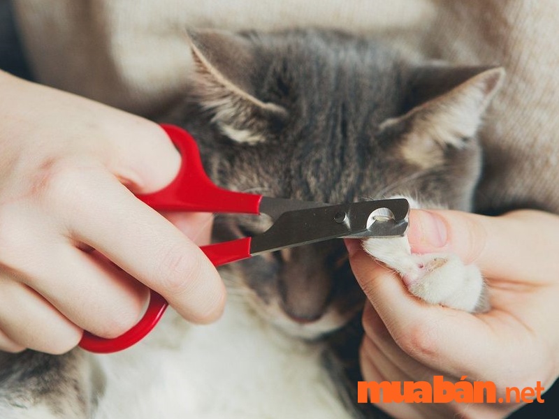 Hướng dẫn cách cắt móng cho mèo đúng cách tại nhà