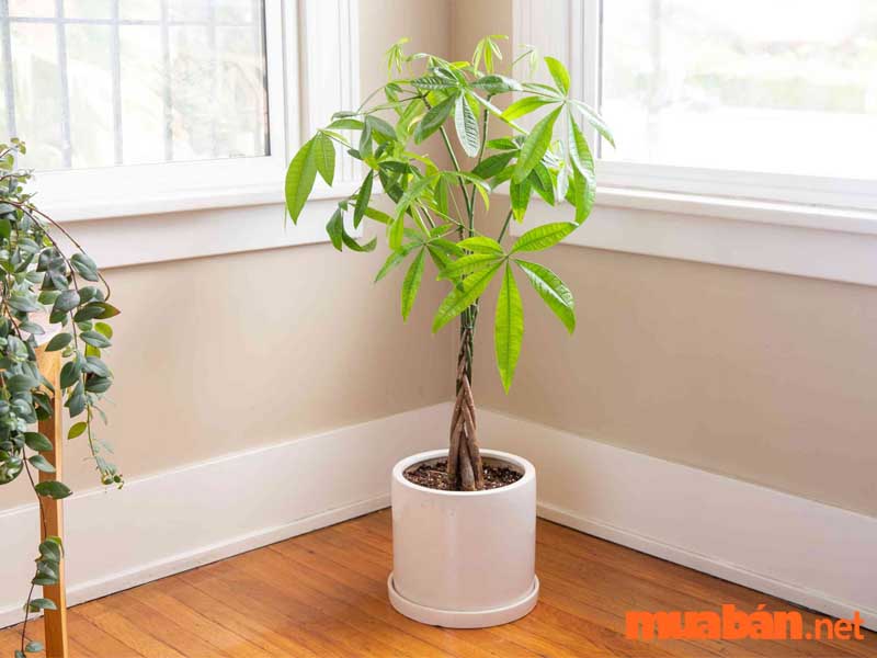 Khi đặt trên bàn phòng khách, bàn làm việc, cây sẽ mang đến cảm giác tươi mát, giúp thanh lọc không khí, nâng cao sức khỏe