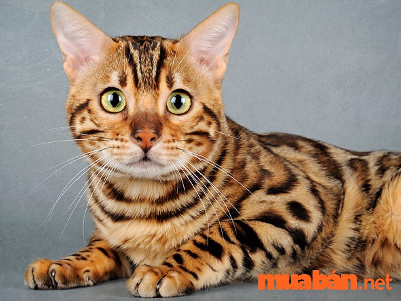 Bật mí cách chọn mua mèo Bengal "cực chuẩn" không thể bỏ lỡ