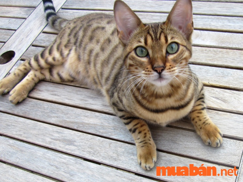 Bật mí cách chọn mua mèo Bengal "cực chuẩn" không thể bỏ lỡ