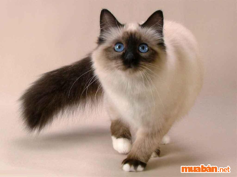 Bật mí từ A–Z thông tin về mèo Birman và cập nhật giá bán tốt nhất hiện nay Truyền thuyết mèo Birman cực thú vị