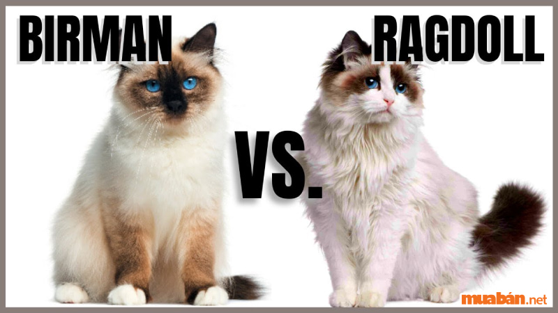 Cách phân biệt Mèo Birman với mèo Xiêm và mèo Ragdoll
