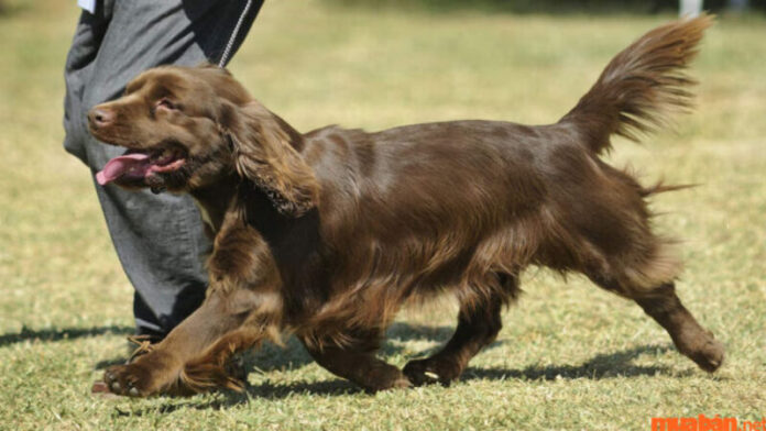 Chó tai dài Cocker Spaniel và những sai lầm cần tránh khi nuôi
